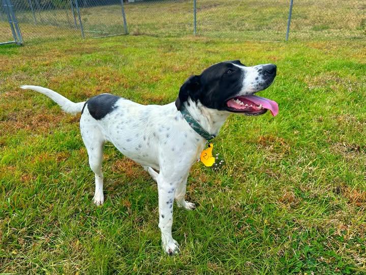 Jeff, Adoptable, Young Male Pointer.