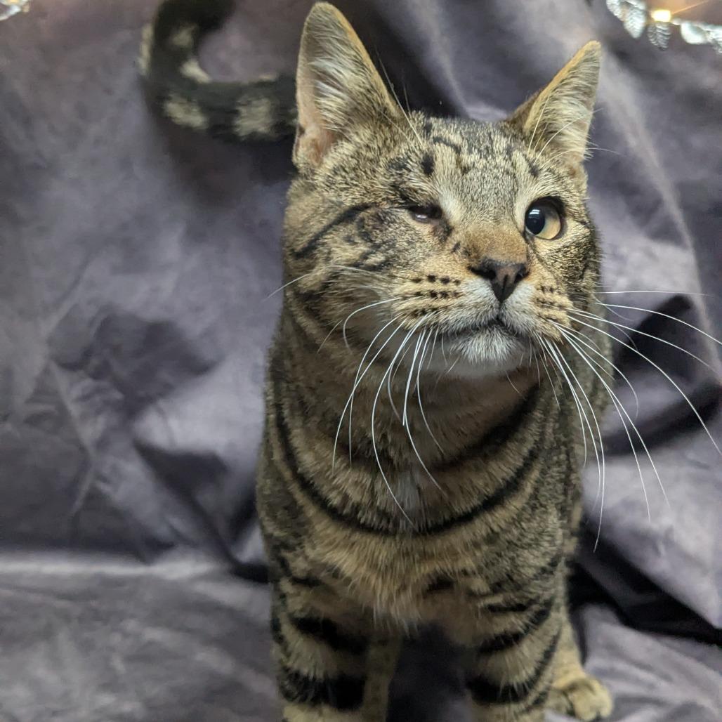 Quincy, Adoptable, Young Male Domestic Short Hair.