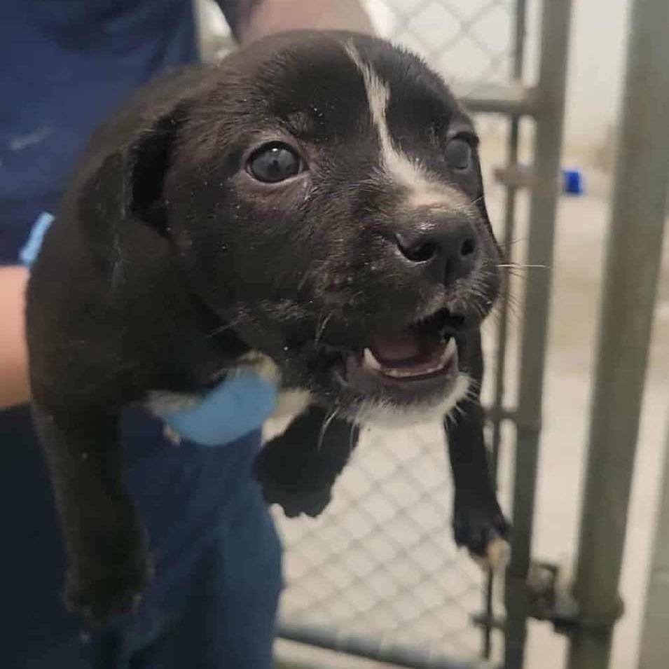 Enlarge Pudding, a Adoptable Mixed Breed in Richmond Hill, GA image 1/1