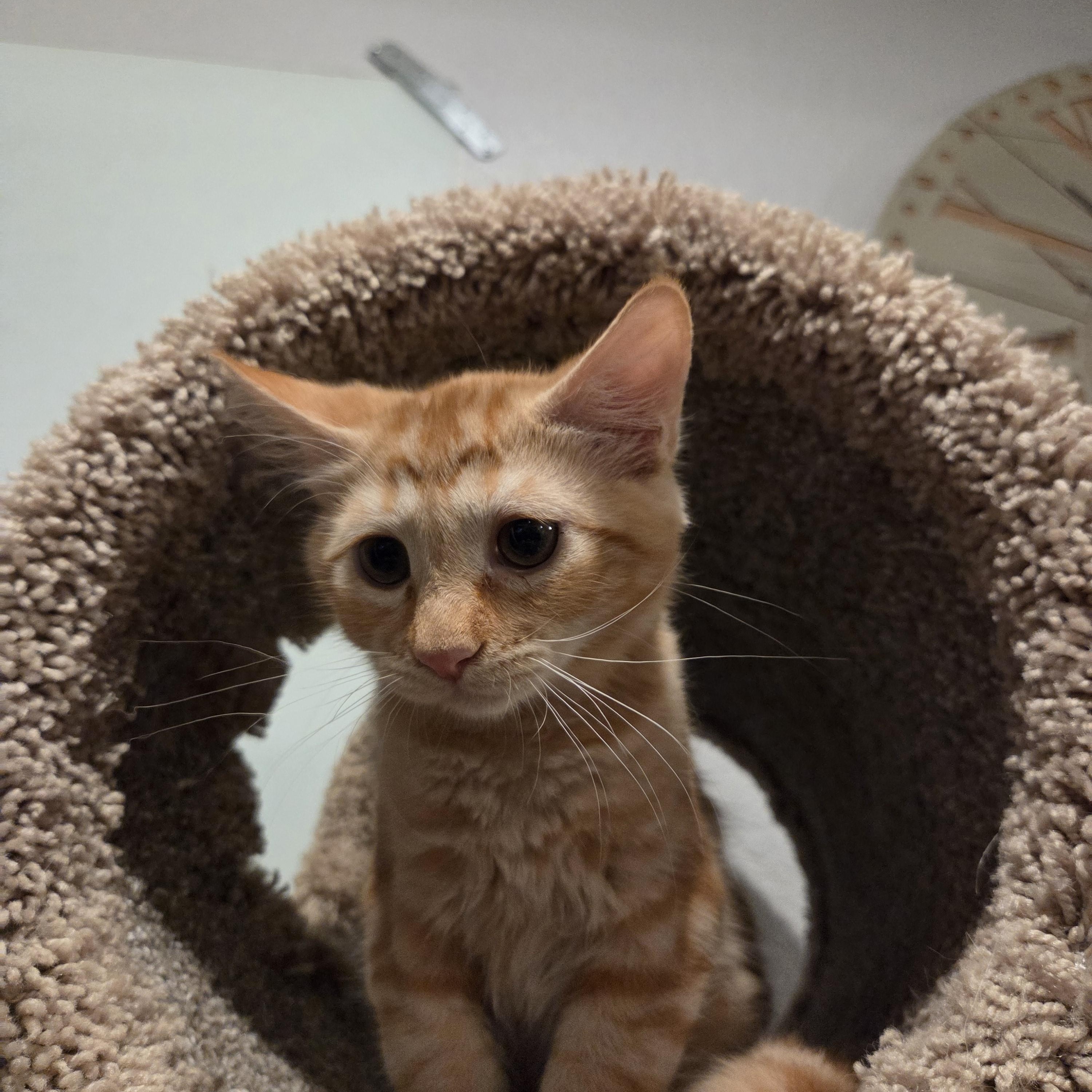 Enlarge GOLDFISH, a Adoptable Domestic Short Hair in Tempe, AZ image 3/3