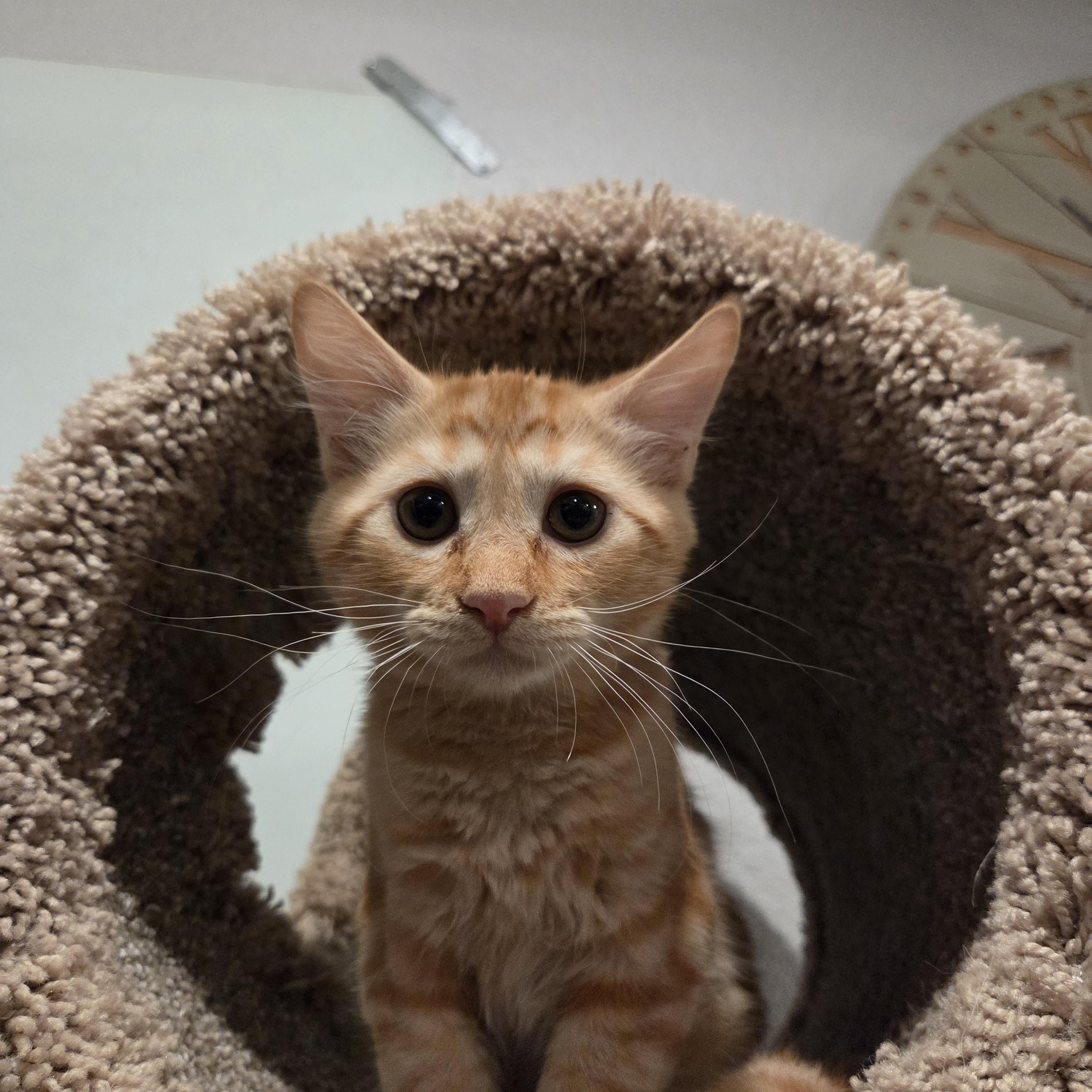 Enlarge GOLDFISH, a Adoptable Domestic Short Hair in Tempe, AZ image 2/3