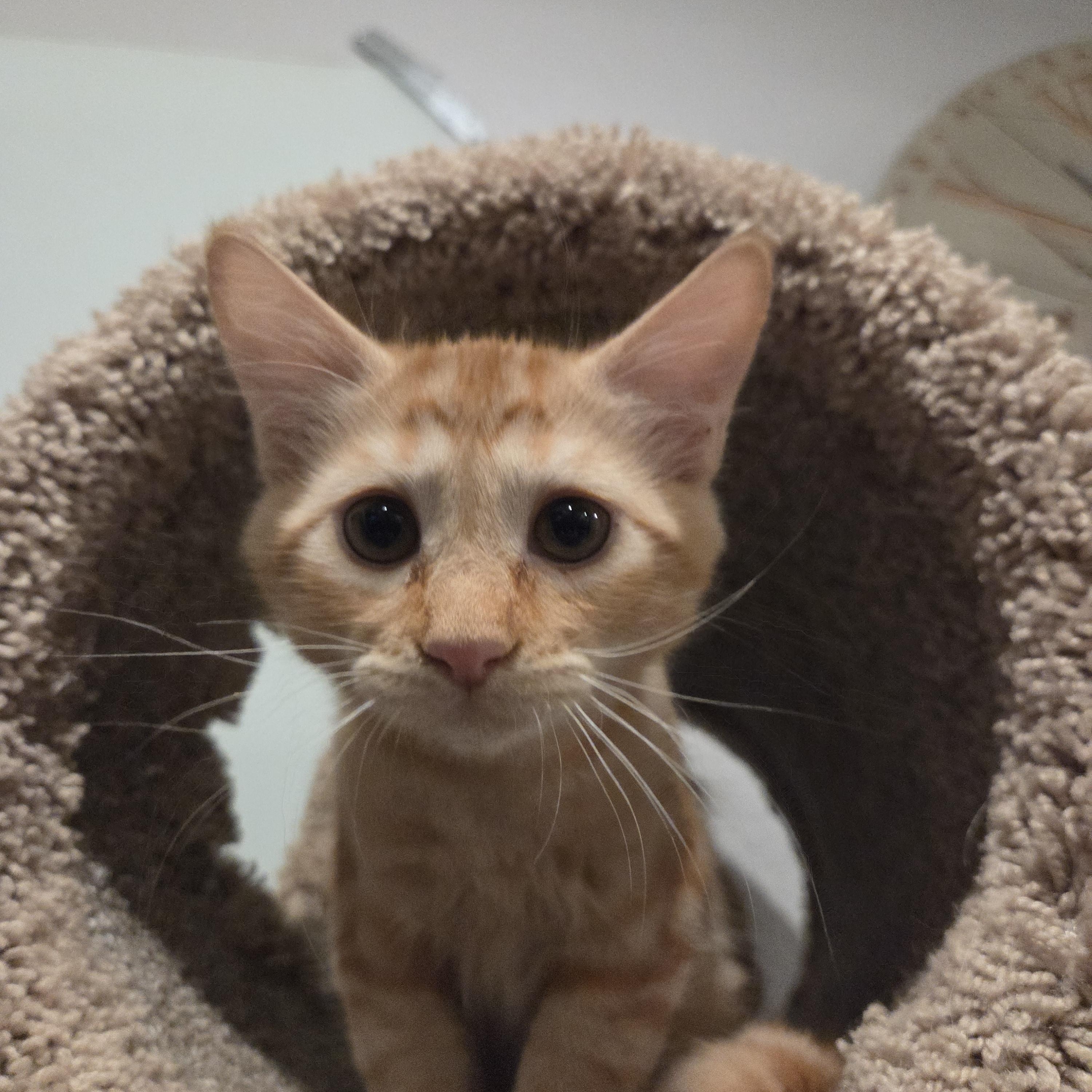 GOLDFISH, Adoptable, Kitten Male Domestic Short Hair.