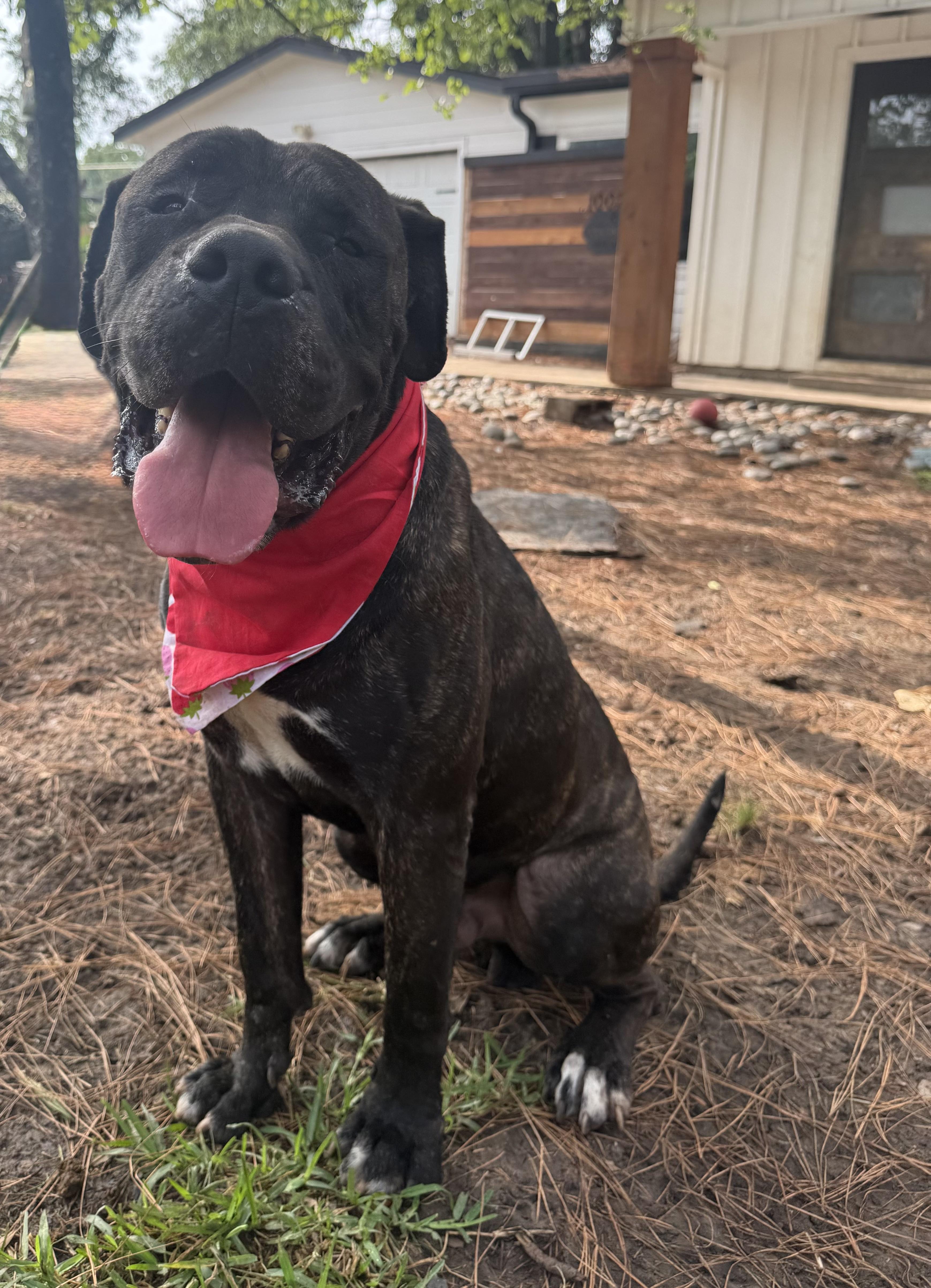 Morpheus, Adult Male Mastiff
