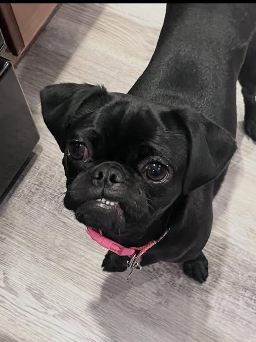 Munchy, a ADOPTABLE Pug in San Tan Valley, AZ image 2/2
