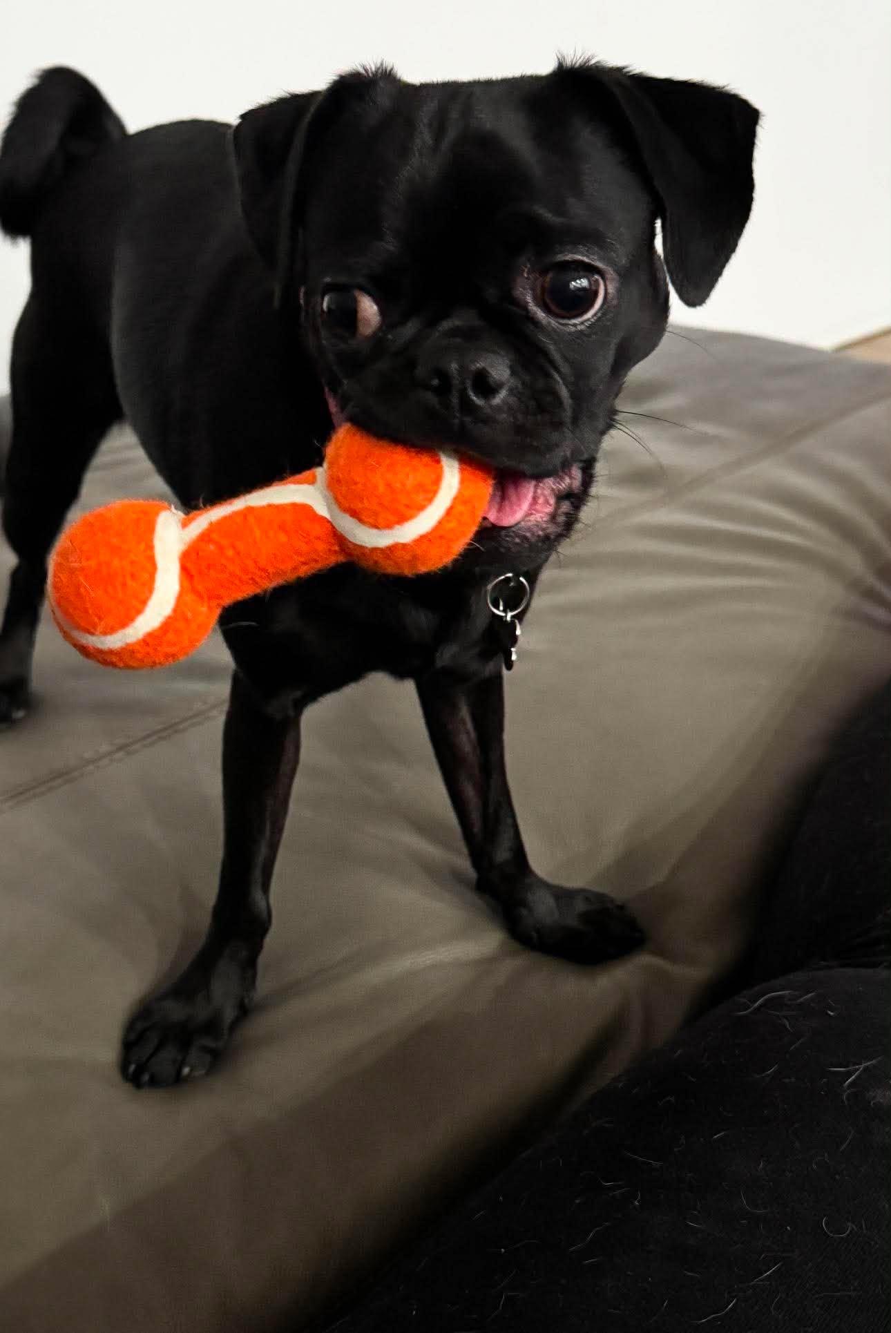 Munchy, a ADOPTABLE Pug in San Tan Valley, AZ image 1/2