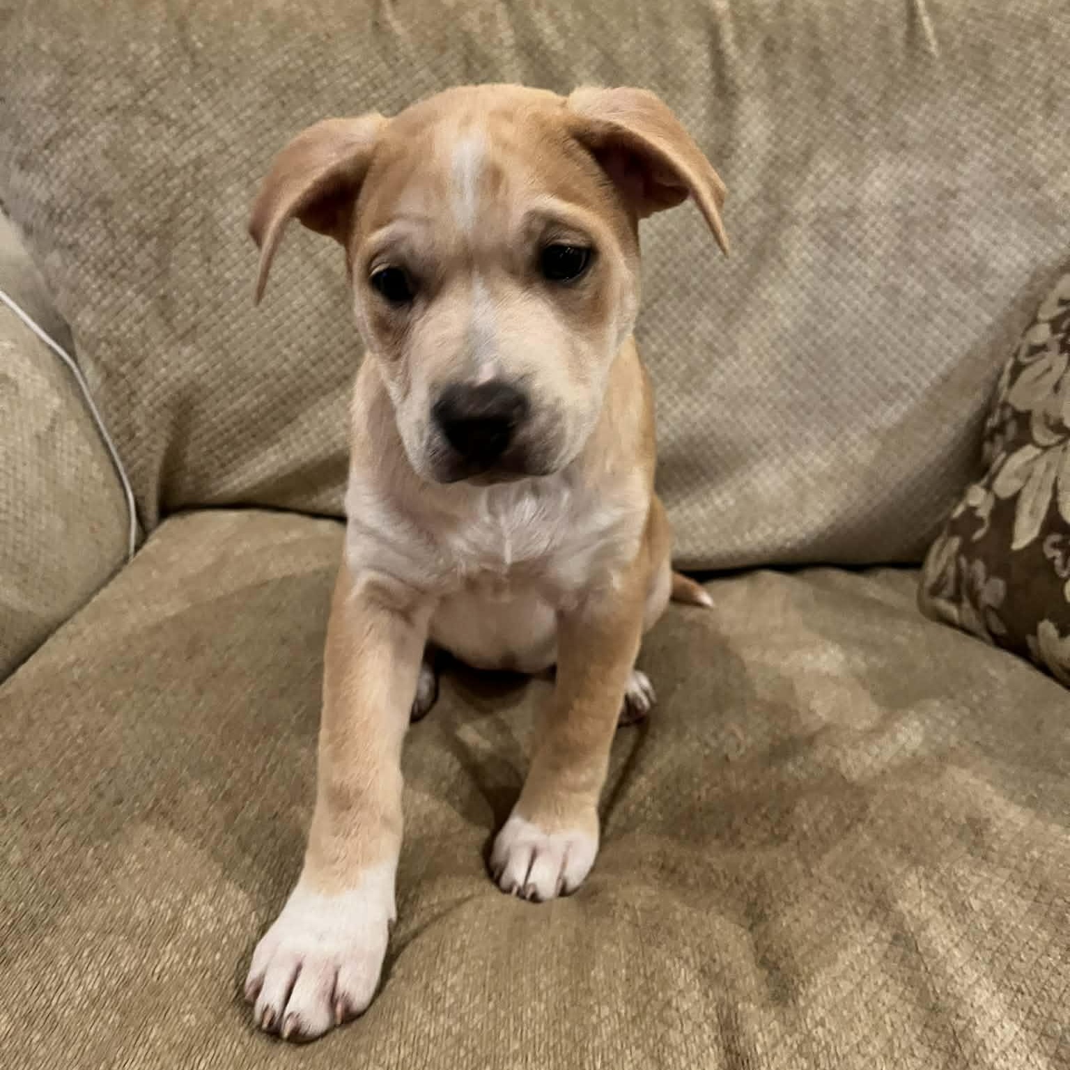 Mon Cheri, Adoptable, Puppy Female Labrador Retriever.