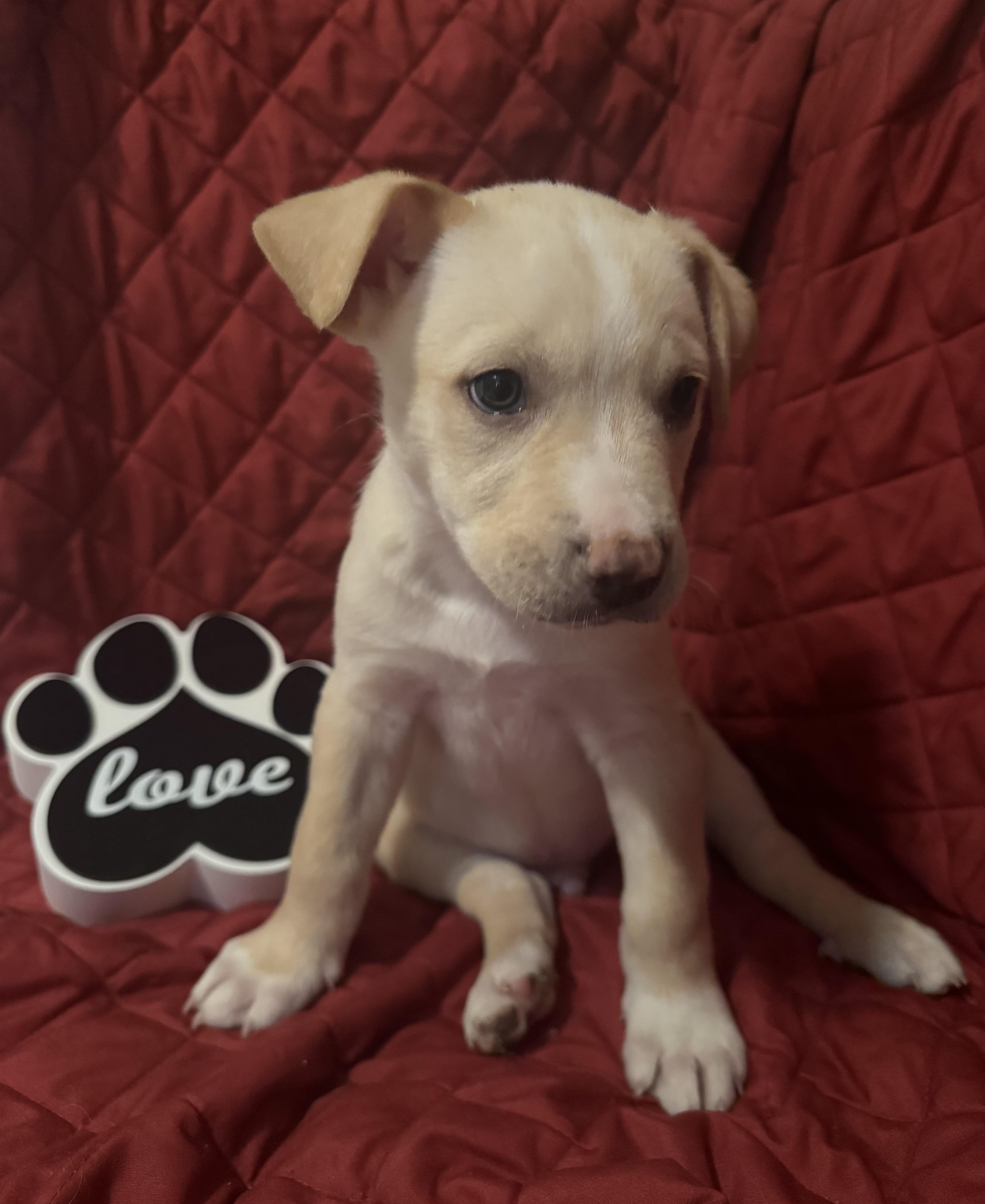 Enlarge Mon Cheri, a Adoptable mixed breed in McHenry, IL image 1/1