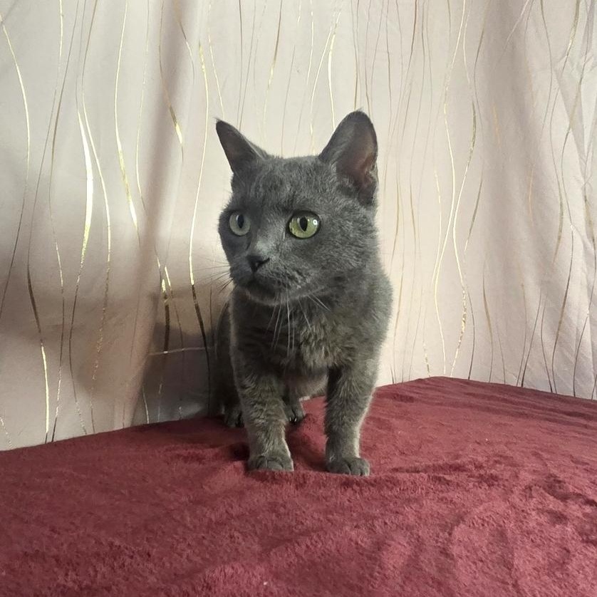 Enlarge Bubba Blue, a Adoptable Munchkin in Keene, NH image 3/4