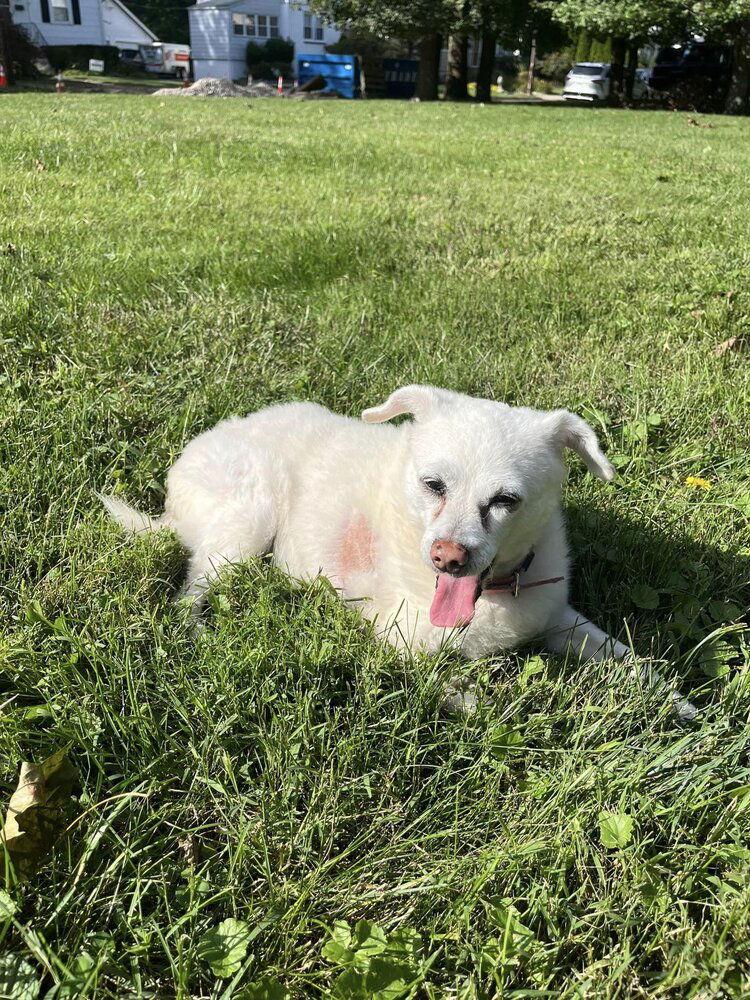 Myrtle (TX), Adoptable, Senior Female Terrier.