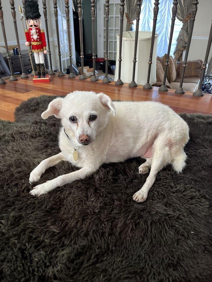 Enlarge Myrtle (TX), a Adoptable Terrier in New York, NY image 5/6