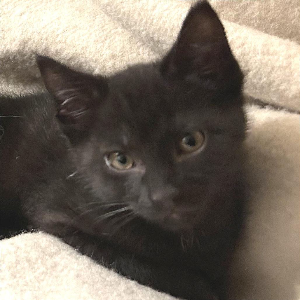 Louis, Adoptable, Kitten Male Domestic Short Hair.