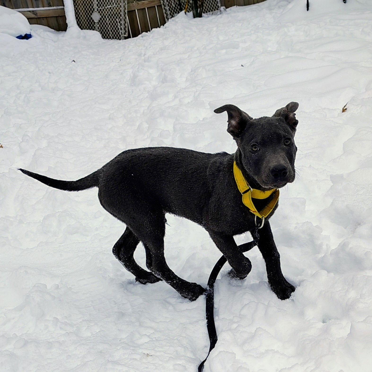Rocky, Adoptable, Puppy Male Shepherd & Pit Bull Terrier.