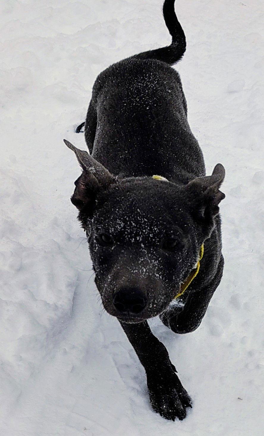 Enlarge Rocky, a Adoptable mixed breed in Cottage Grove, MN image 2/3
