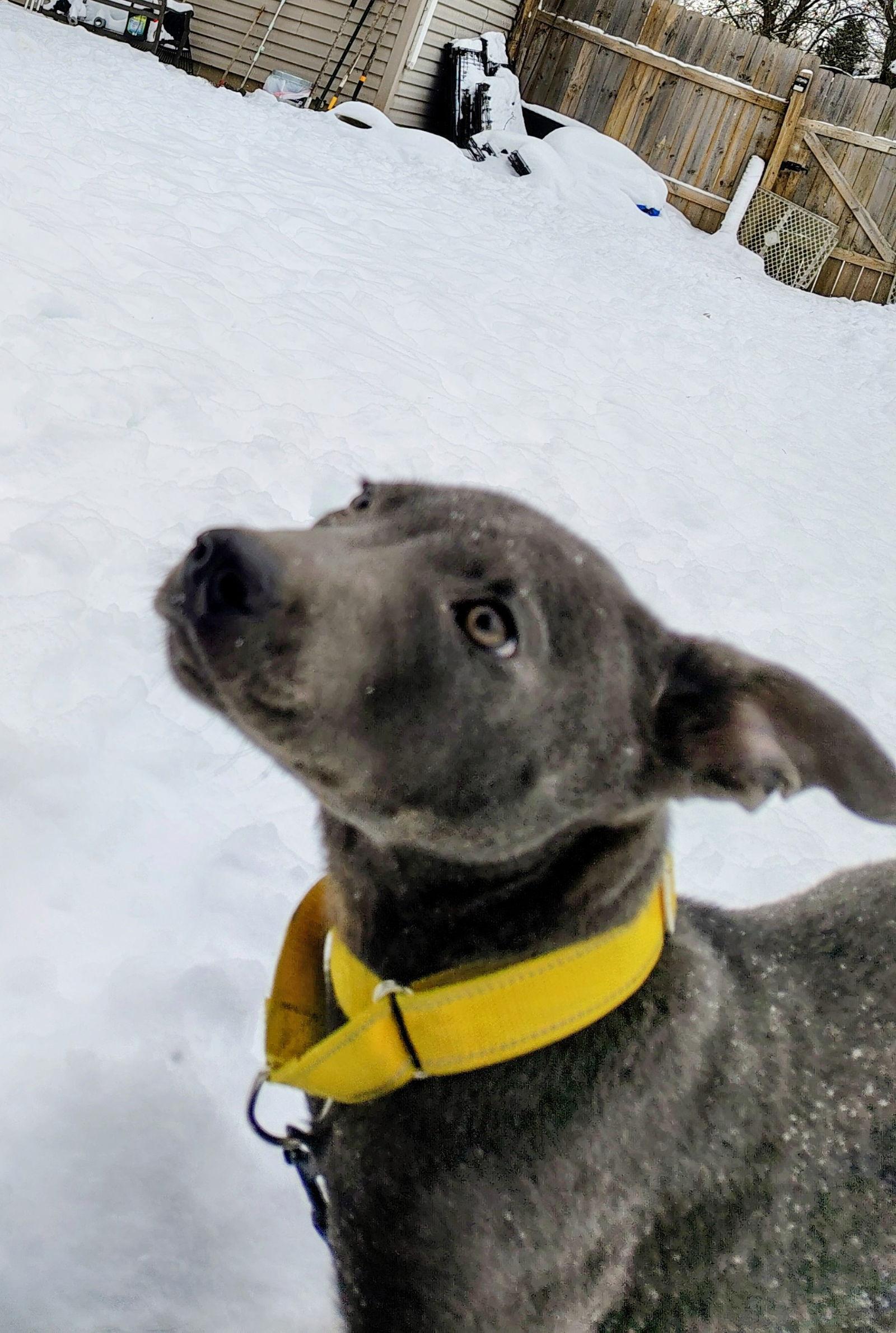 Rocky, Adoptable, Puppy Male Shepherd & Pit Bull Terrier.