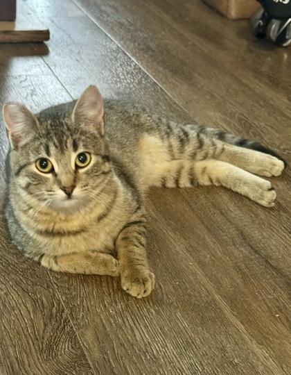 Enlarge Burpie, a Adoptable mixed breed in San Diego, CA image 2/6