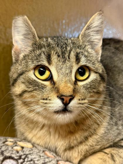 Enlarge Burpie, a Adoptable mixed breed in San Diego, CA image 4/6