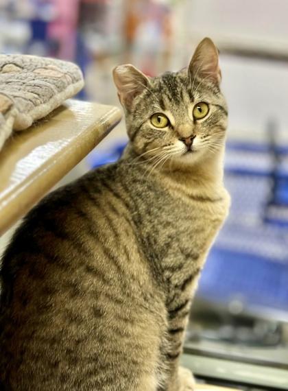 Enlarge Burpie, a Adoptable mixed breed in San Diego, CA image 6/6