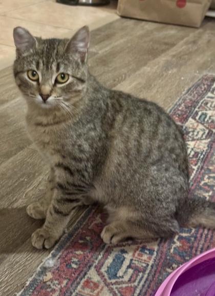 Enlarge Burpie, a Adoptable mixed breed in San Diego, CA image 3/3