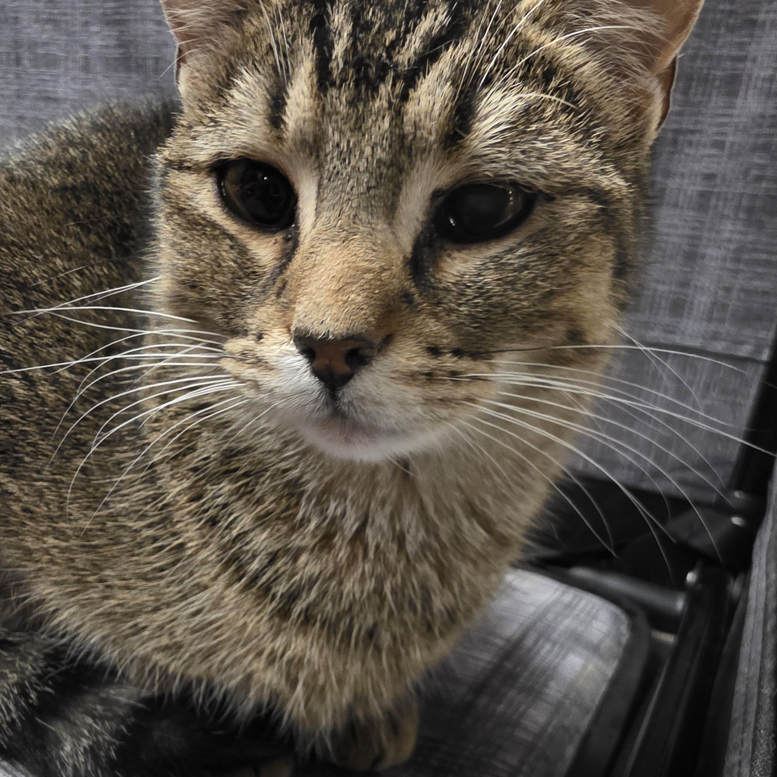 Enlarge Chip, a ADOPTABLE Tabby in Richmond, VA image 3/4