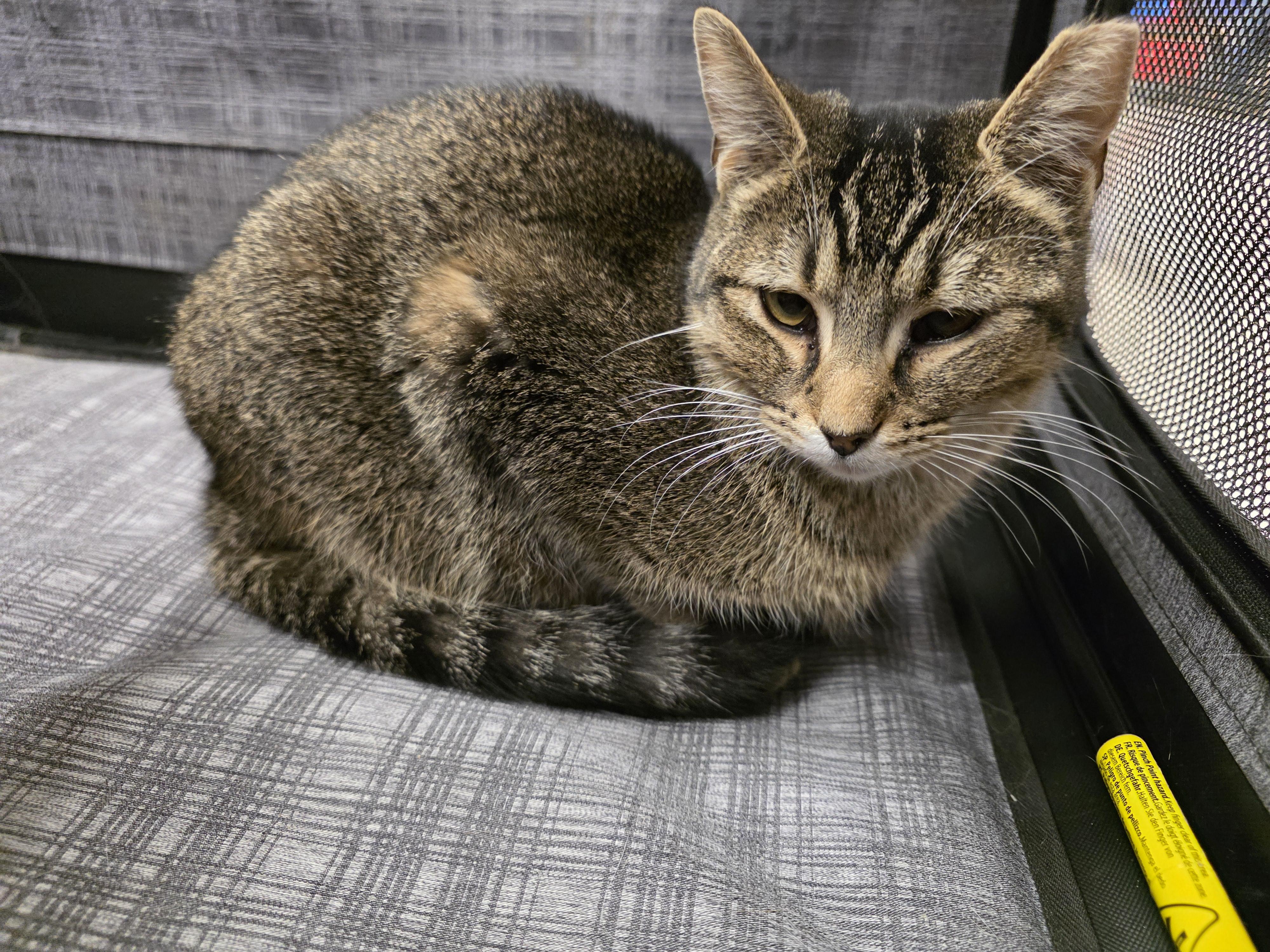 Enlarge Chip, a ADOPTABLE Tabby in Richmond, VA image 2/4