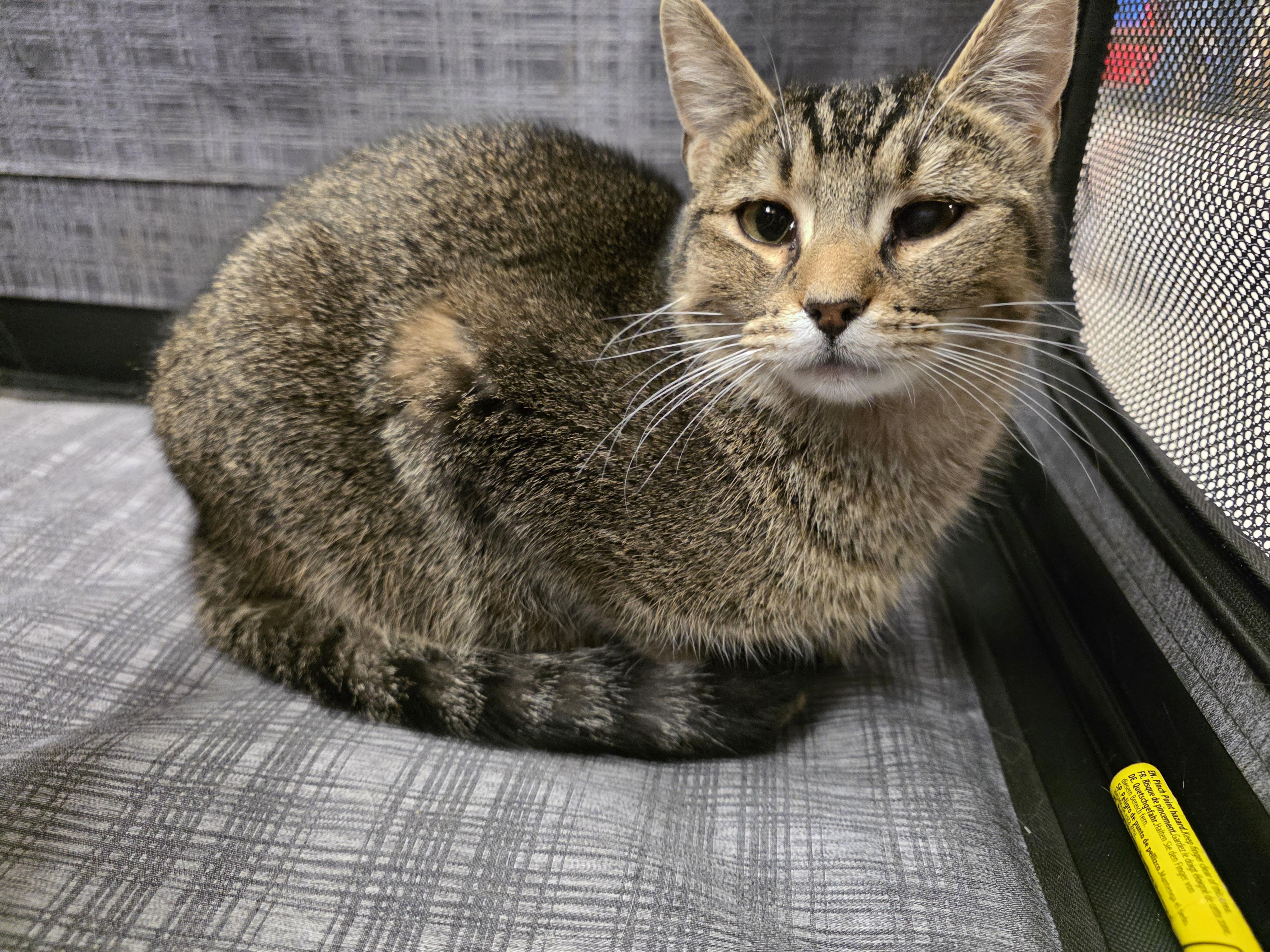Enlarge Chip, a ADOPTABLE Tabby in Richmond, VA image 4/4