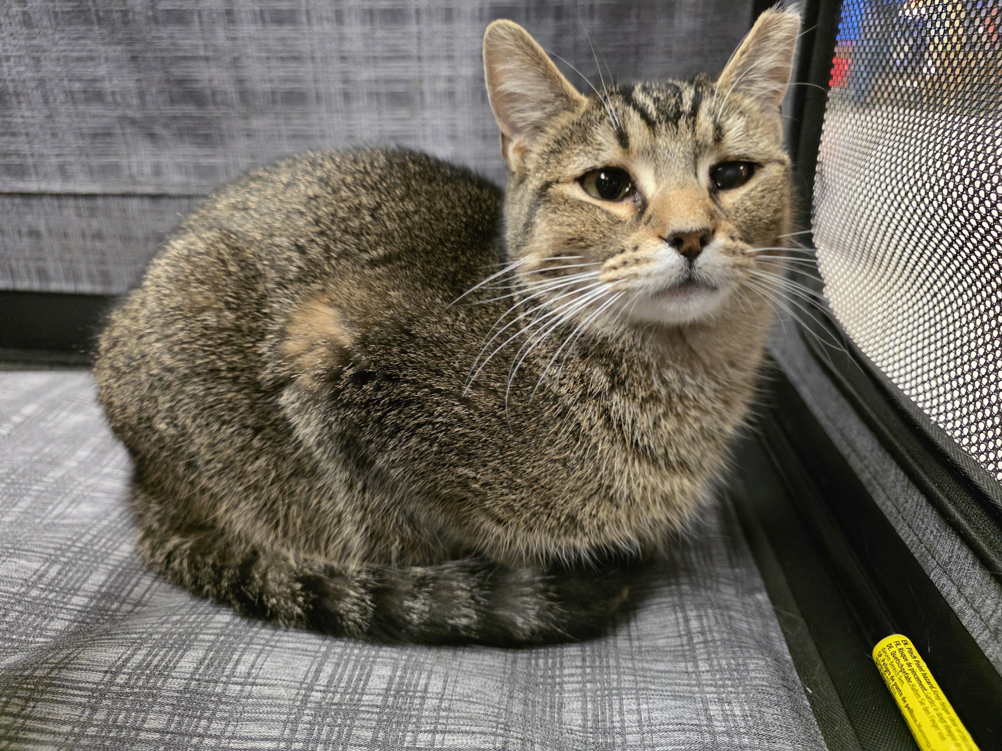 Chip, ADOPTABLE, Kitten Male Tabby.