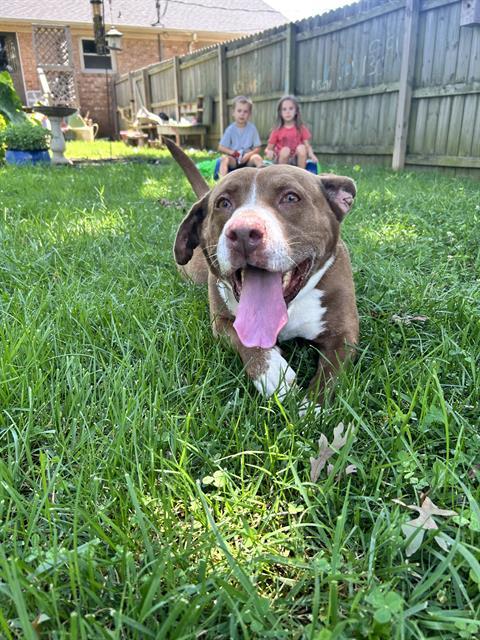 MELLY, Adoptable, Adult Male Basset Hound & Mixed Breed.