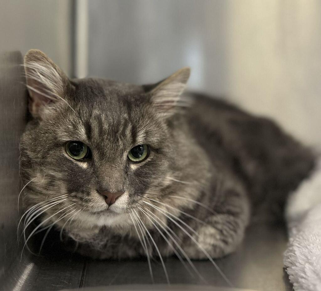JUSTICE, Adoptable, Young Male Cymric.