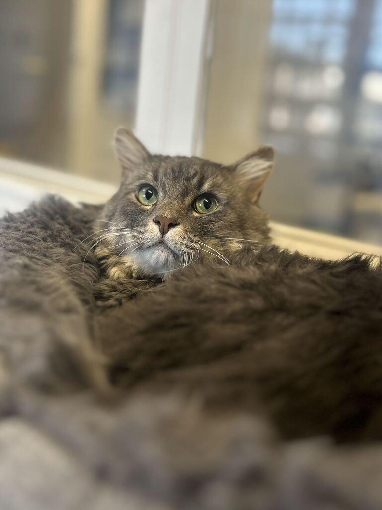 Enlarge JUSTICE, a Adoptable Cymric in Athens, AL image 2/6