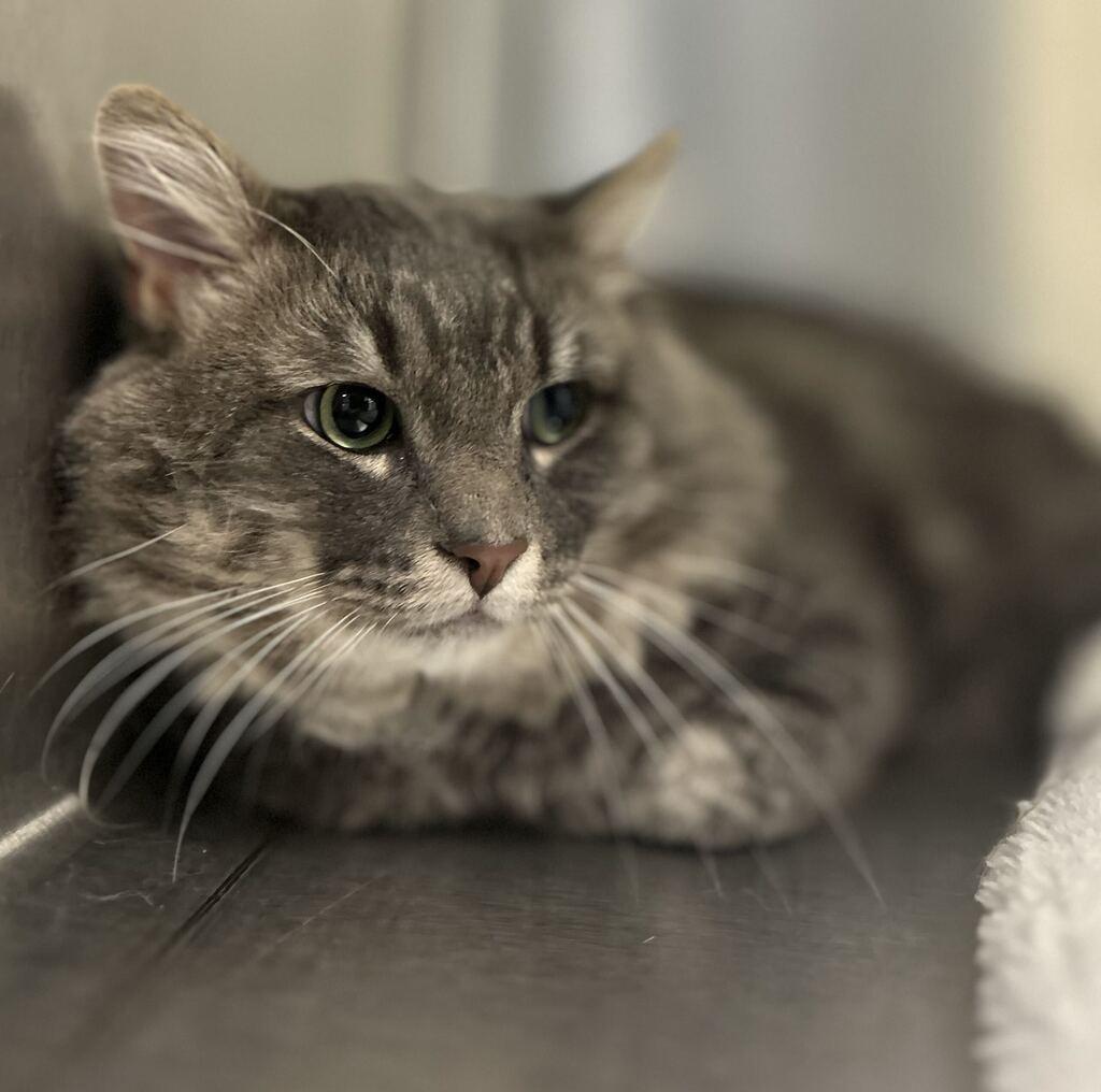 Enlarge JUSTICE, a Adoptable Cymric in Athens, AL image 4/6