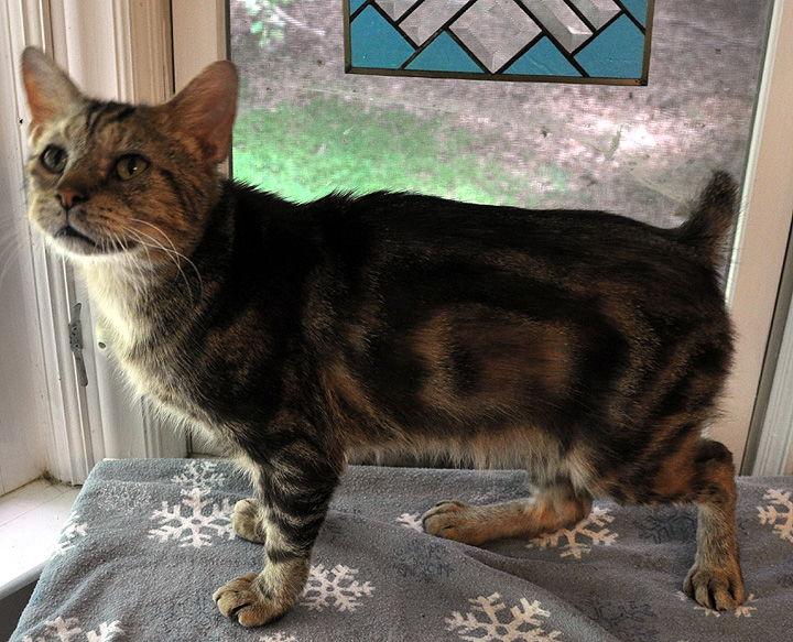 Catsby, a Adoptable mixed breed in Liberty, NC image 3/6