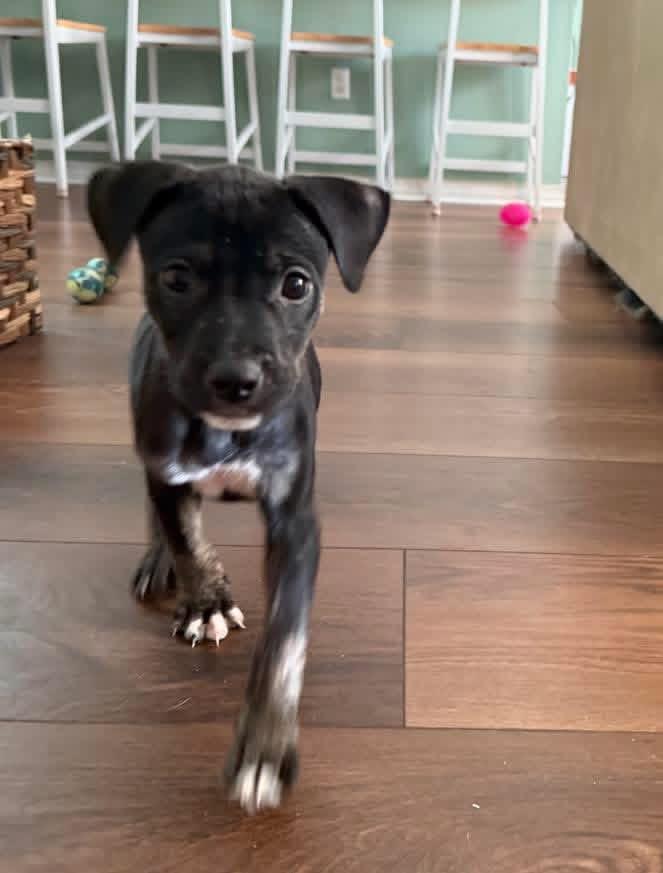 Enlarge Mac, a ADOPTABLE mixed breed in Lutz, FL image 1/1