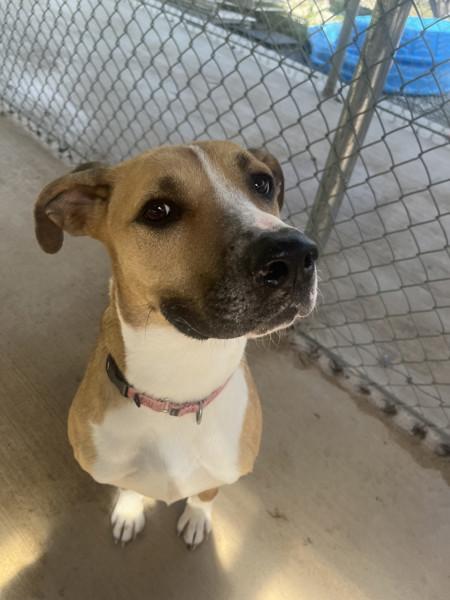 Carlea, Adoptable, Adult Female Hound.