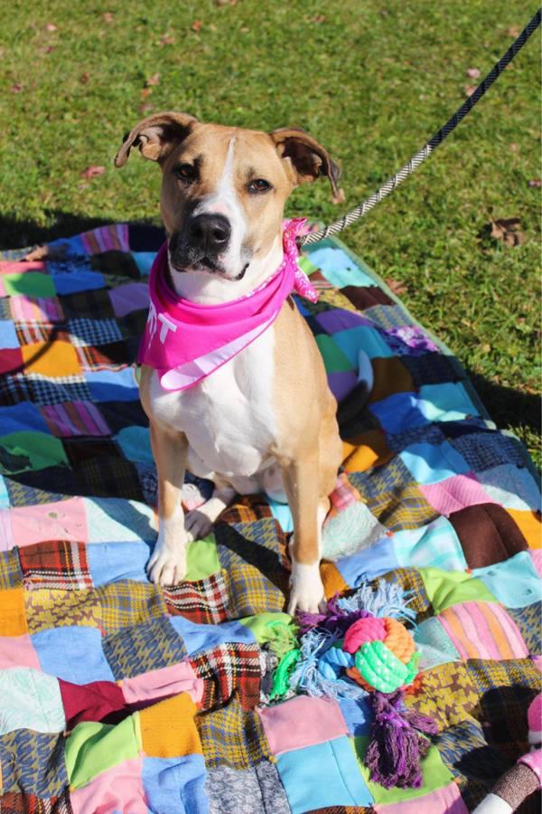 Enlarge Carlea, a Adoptable mixed breed in Indiana, PA image 2/3