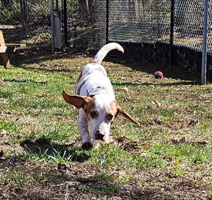 Enlarge Angus, a ADOPTABLE Beagle in Maidens, VA image 3/6
