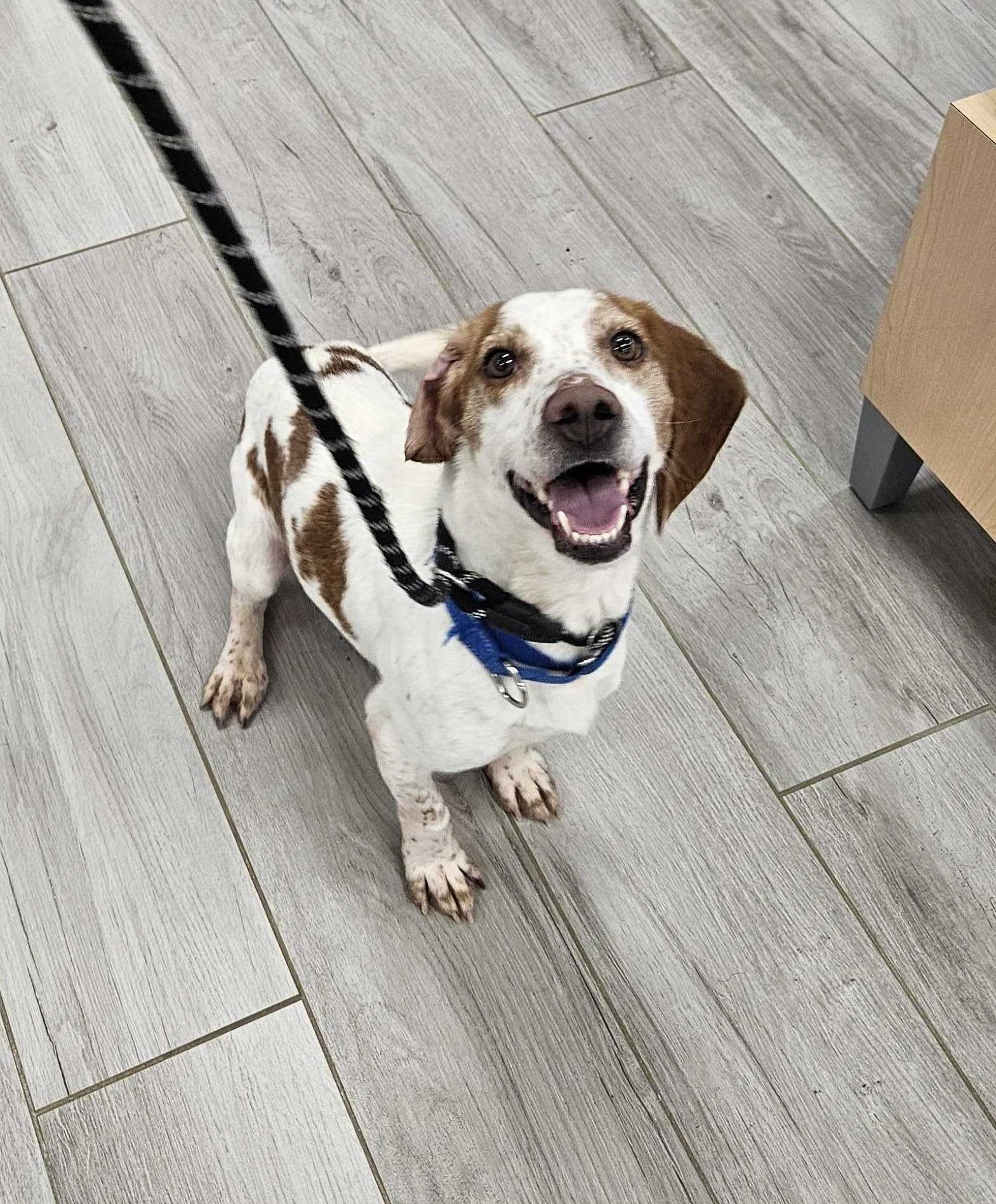 Enlarge Angus, a ADOPTABLE Beagle in Maidens, VA image 4/6