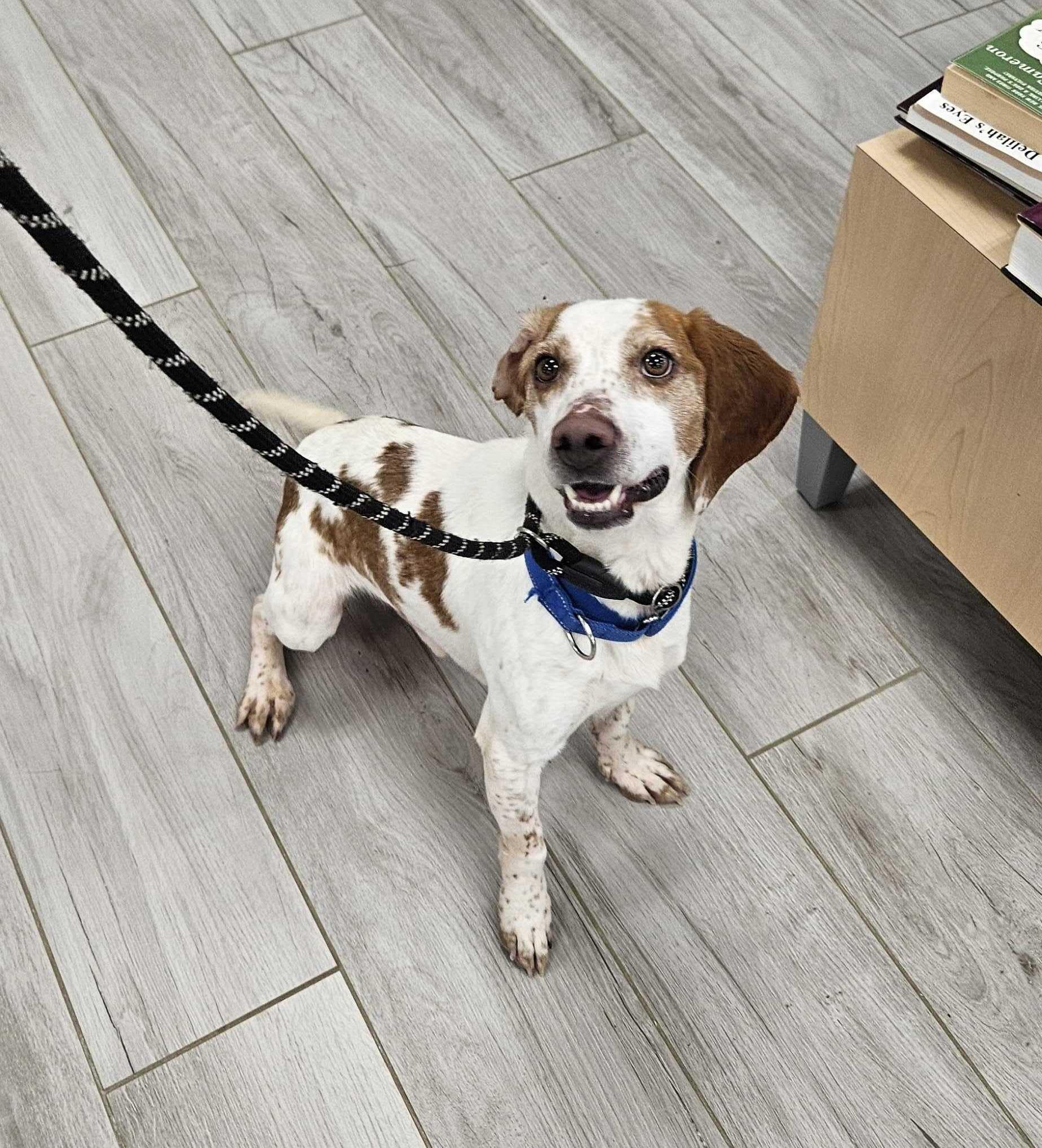 Enlarge Angus, a ADOPTABLE Beagle in Maidens, VA image 2/6