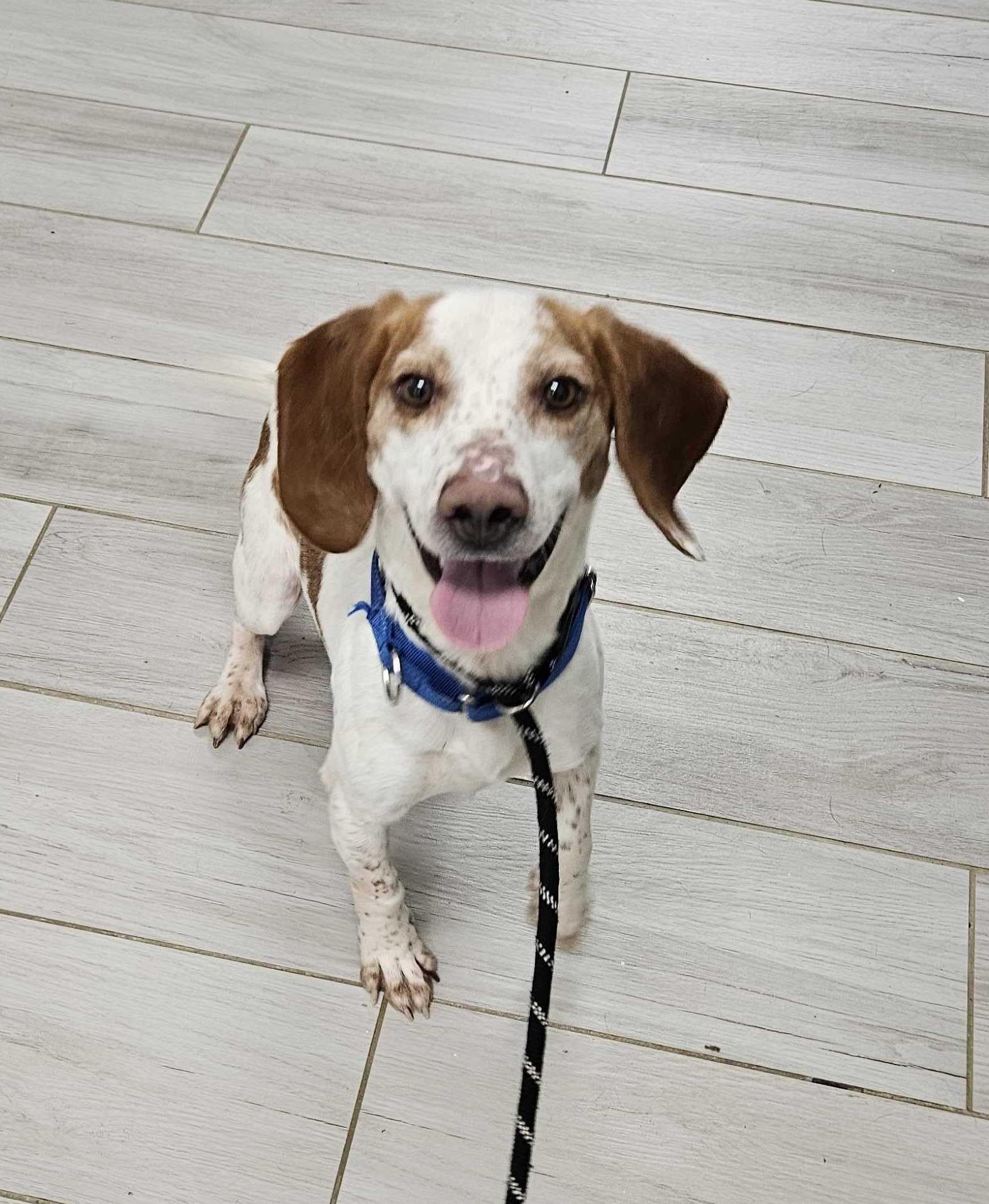 Enlarge Angus, a ADOPTABLE Beagle in Maidens, VA image 6/6