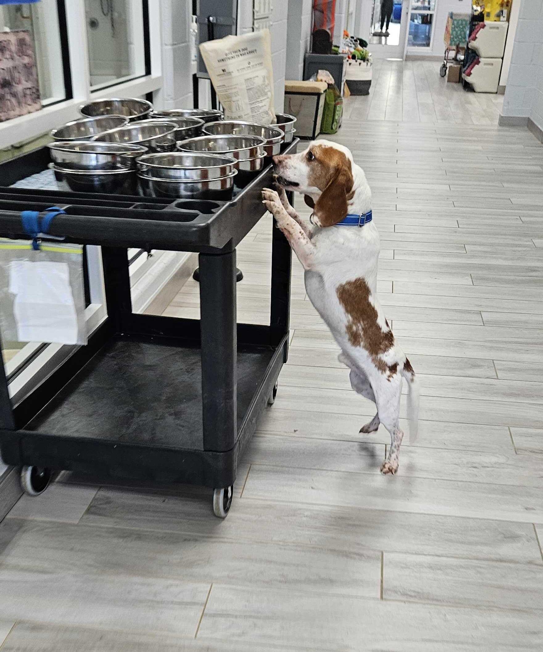 Enlarge Angus, a ADOPTABLE Beagle in Maidens, VA image 5/6