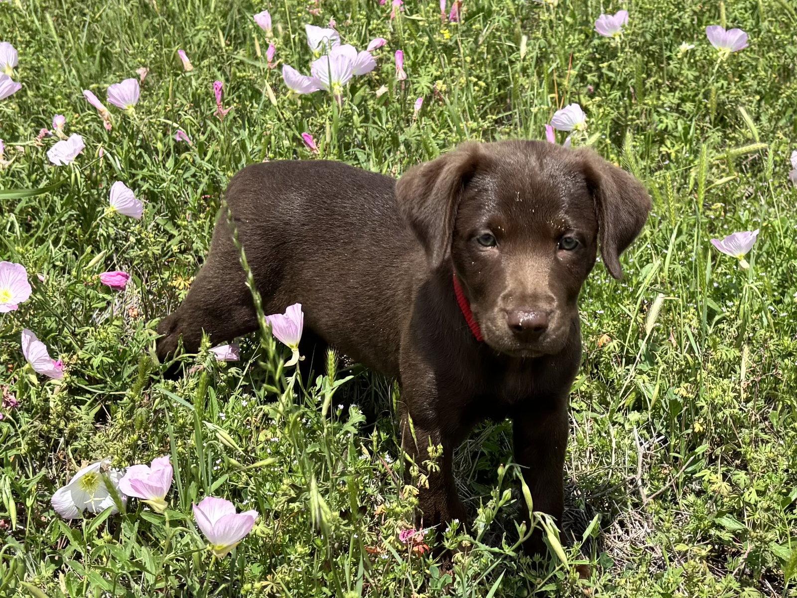 Enlarge Mercy Valley, a Adopted Labrador Retriever in Fort Worth, TX image 2/3