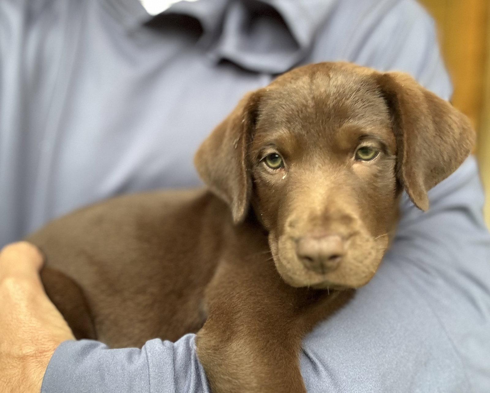 Enlarge Mercy Valley, a Adopted Labrador Retriever in Fort Worth, TX image 3/3