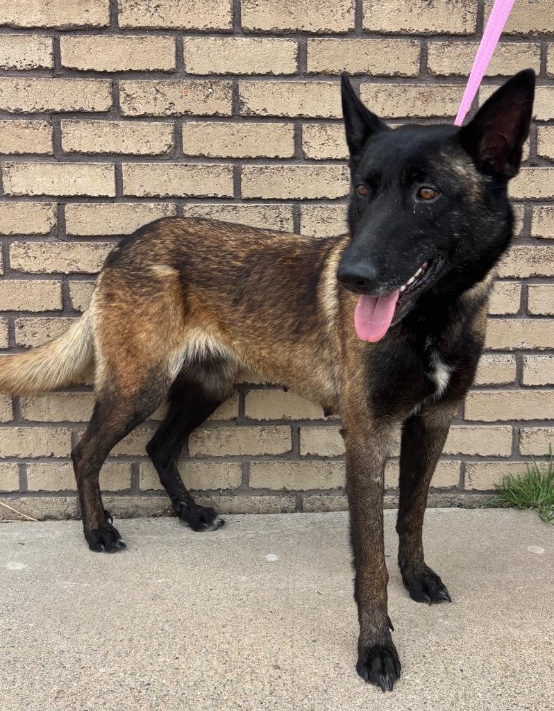 Dua Lipa, adopted, Young Female Belgian Shepherd / Malinois.