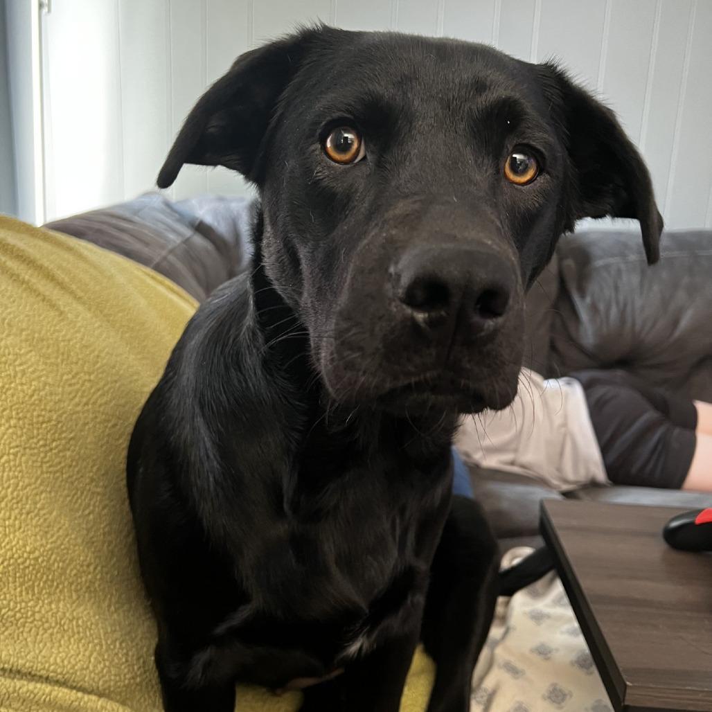 Buttons, Adoptable, Young Female Mixed Breed & Black Labrador Retriever.