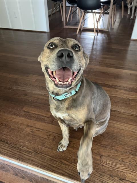 AMAYA, Adoptable, Adult Female Pit Bull Terrier & Mixed Breed.