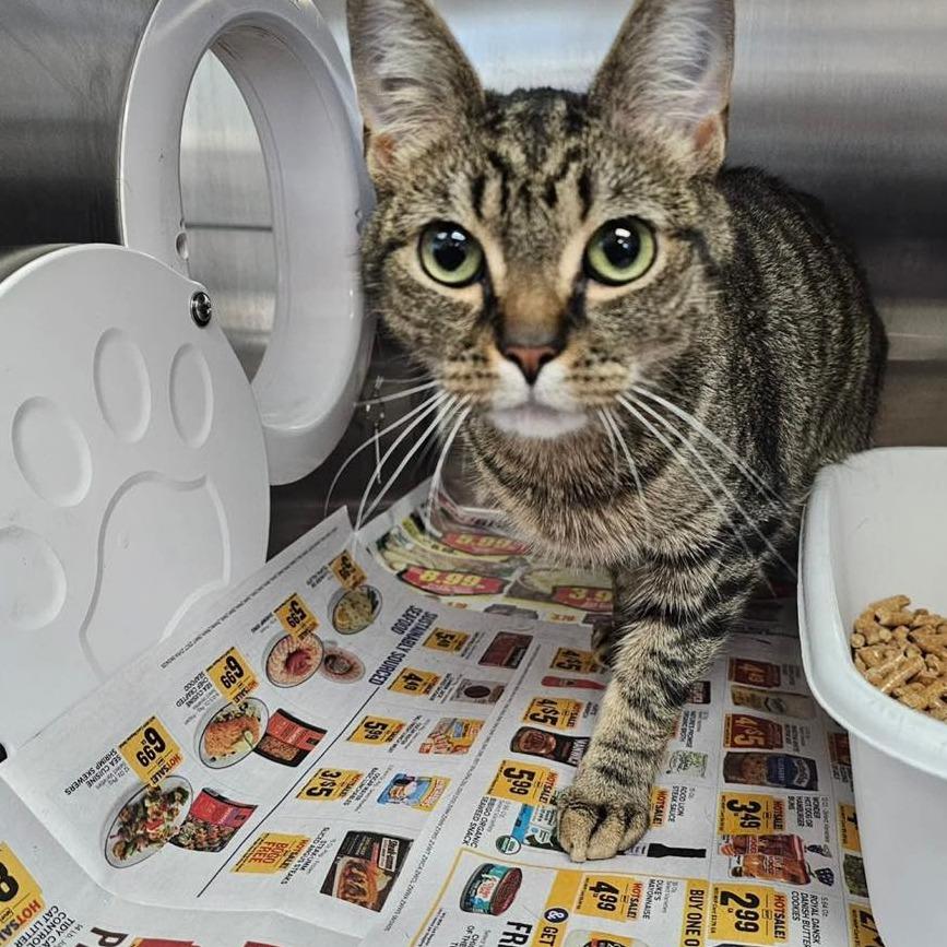 Enlarge FIREBALL & BUTTERBALL  Available NOW - ADOPTION or RESCUE!, a Adoptable Domestic Short Hair in Nashville, NC image 1/2