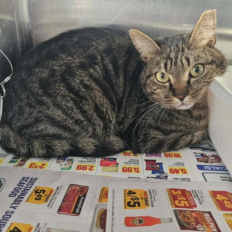 Enlarge FIREBALL & BUTTERBALL  Available NOW - ADOPTION or RESCUE!, a Adoptable Domestic Short Hair in Nashville, NC image 2/2