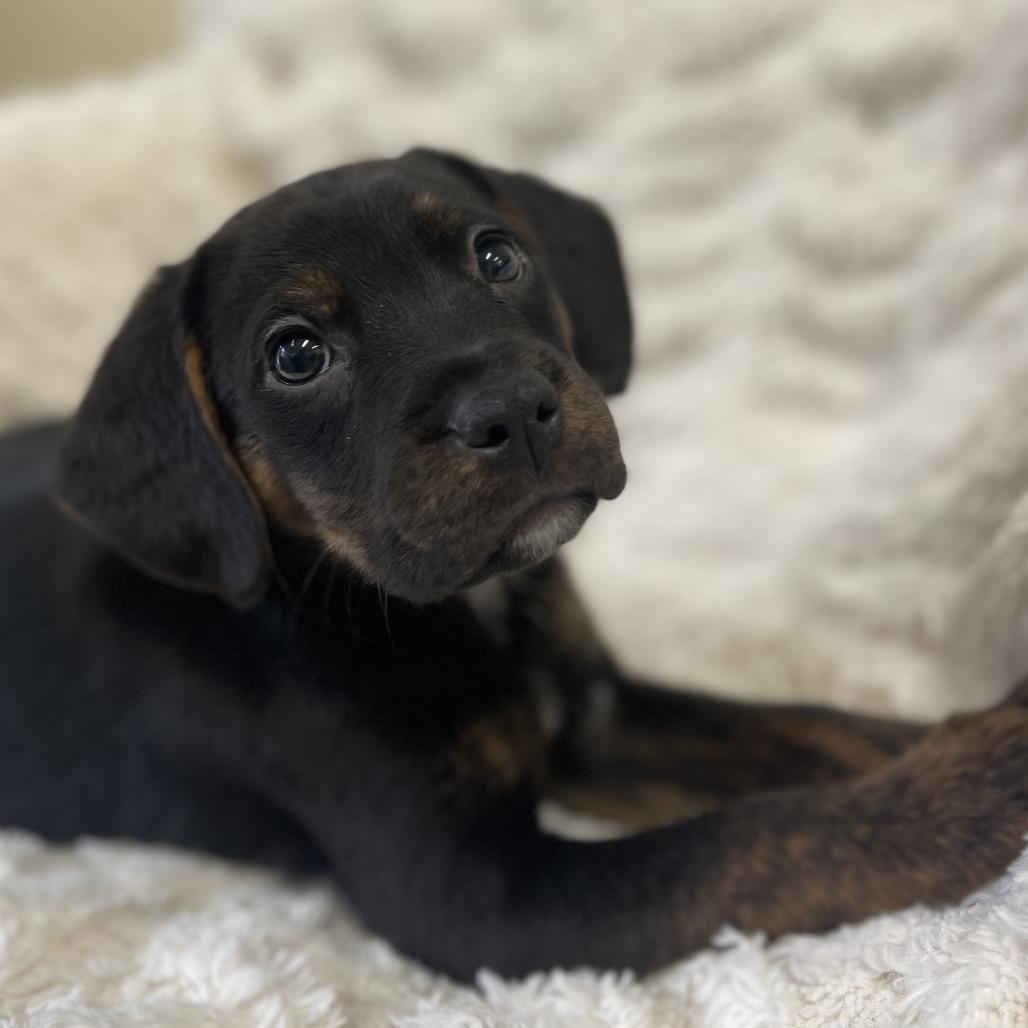Bacardi, Adoptable, Puppy Female Mixed Breed.