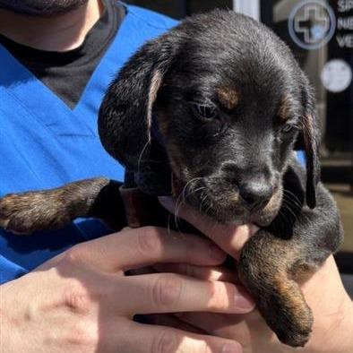 Enlarge Bacardi, a Adoptable Mixed Breed in New Fairfield, CT image 2/4