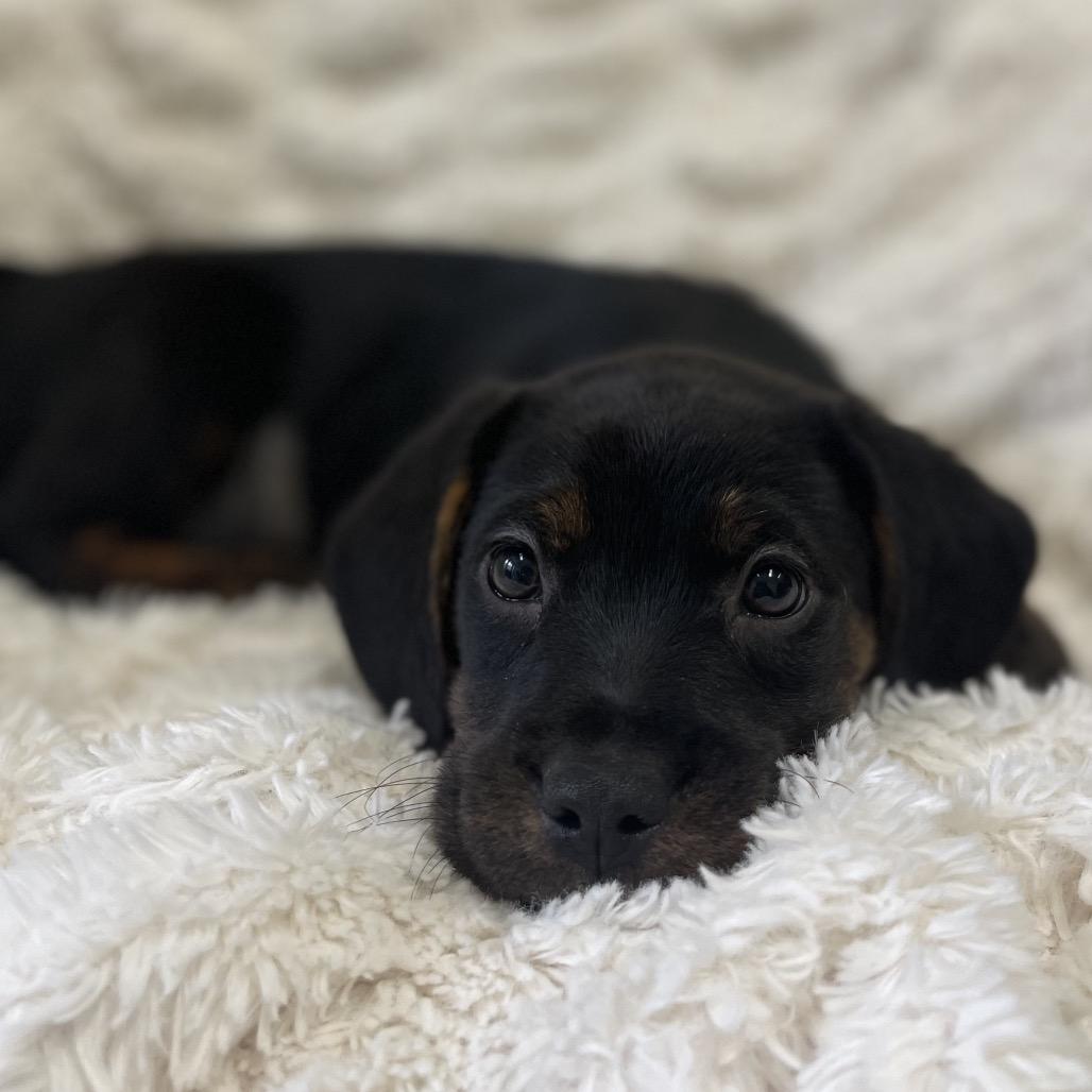 Enlarge Bacardi, a Adoptable Mixed Breed in New Fairfield, CT image 3/4