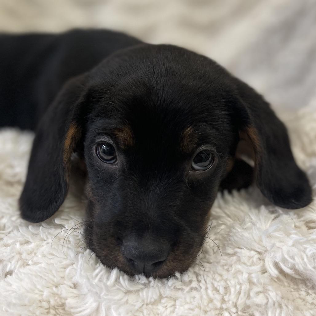 Enlarge Bacardi, a Adoptable Mixed Breed in New Fairfield, CT image 4/4